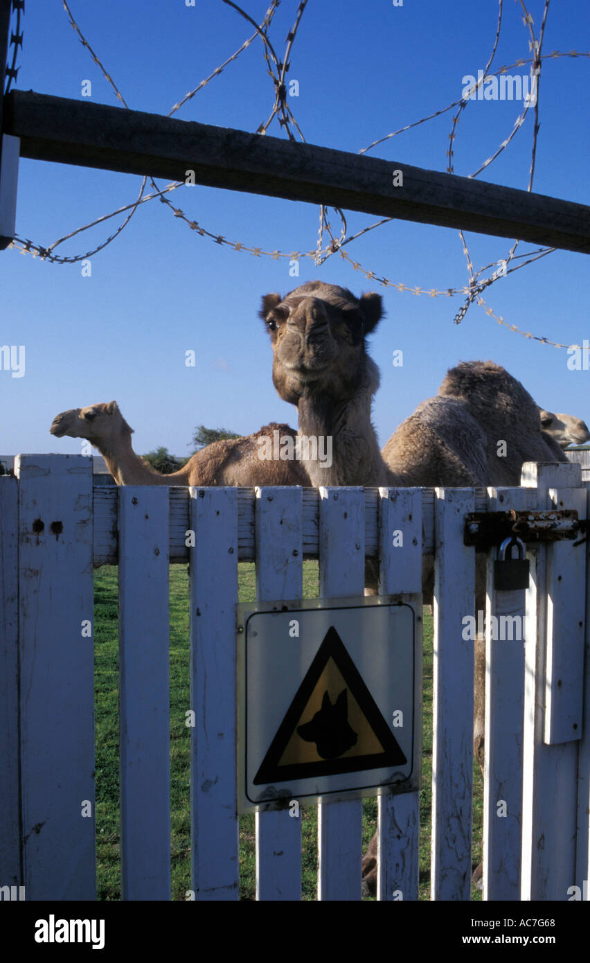Nelson, the largest camel of explorer Benedict Allen Stock Photo