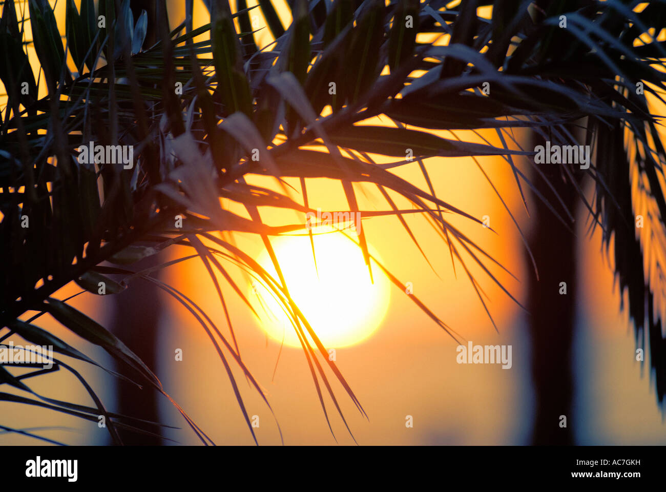Palm tree silhouetted against the sunset Stock Photo - Alamy