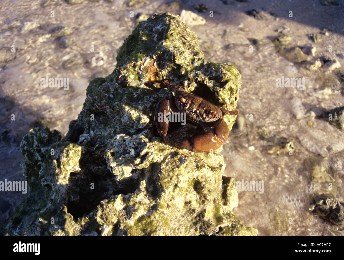 CRAB ON EXPOSED CORAL DURING LOW TIDE AT ANDROTT ISLAND Stock Photo Alamy