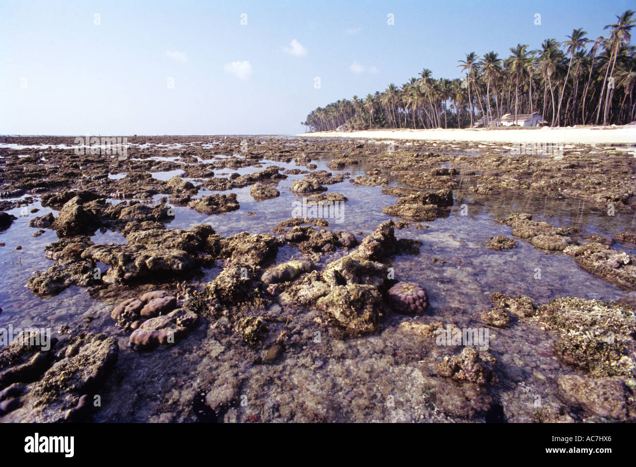 EXPOSE CORAL OF ANDROTT SHORE DURING LOW TIDE Stock Photo