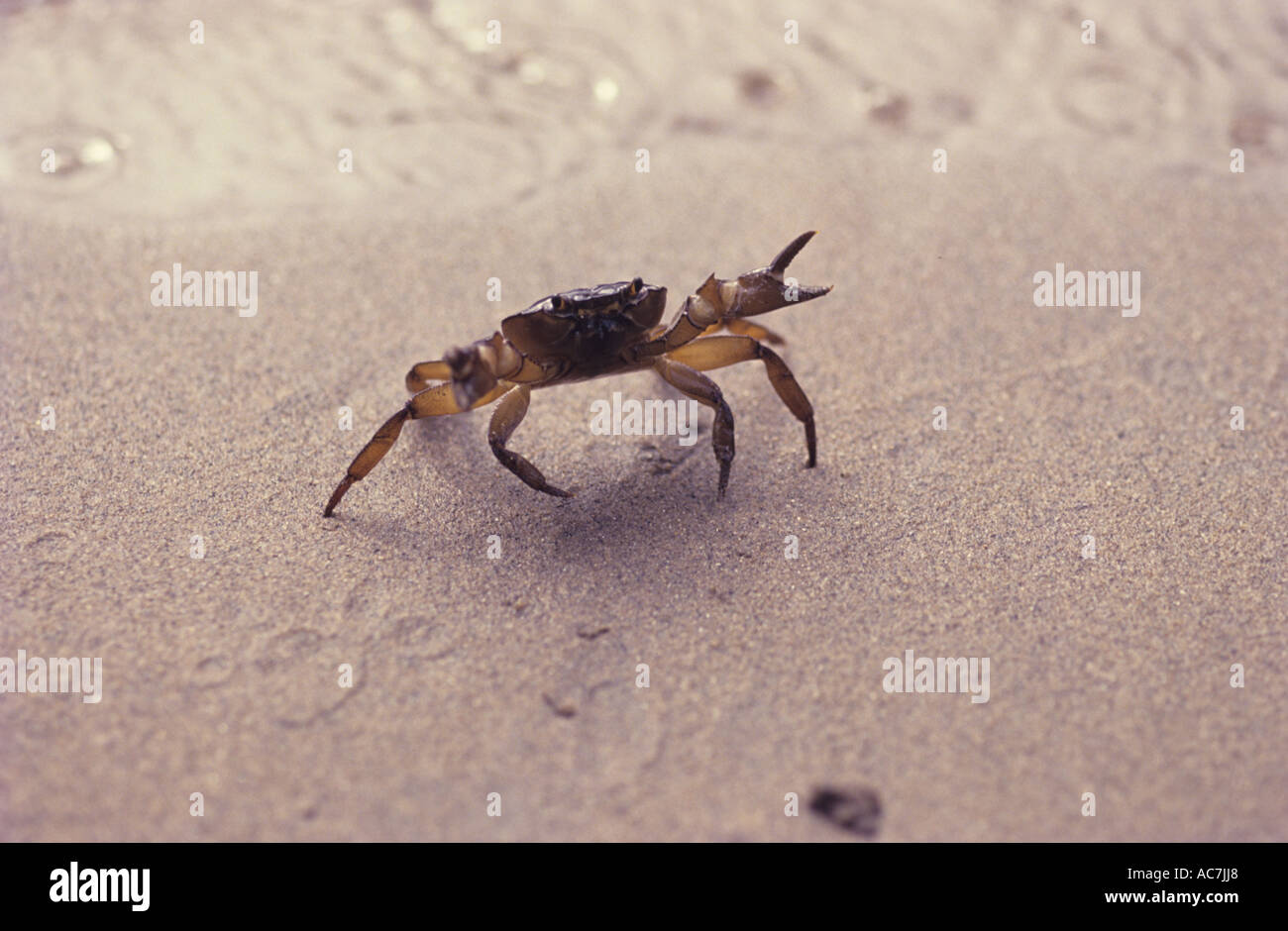 CRAB ON DEFENSIVE POSE AT BANGARAM BEACH Stock Photo - Alamy