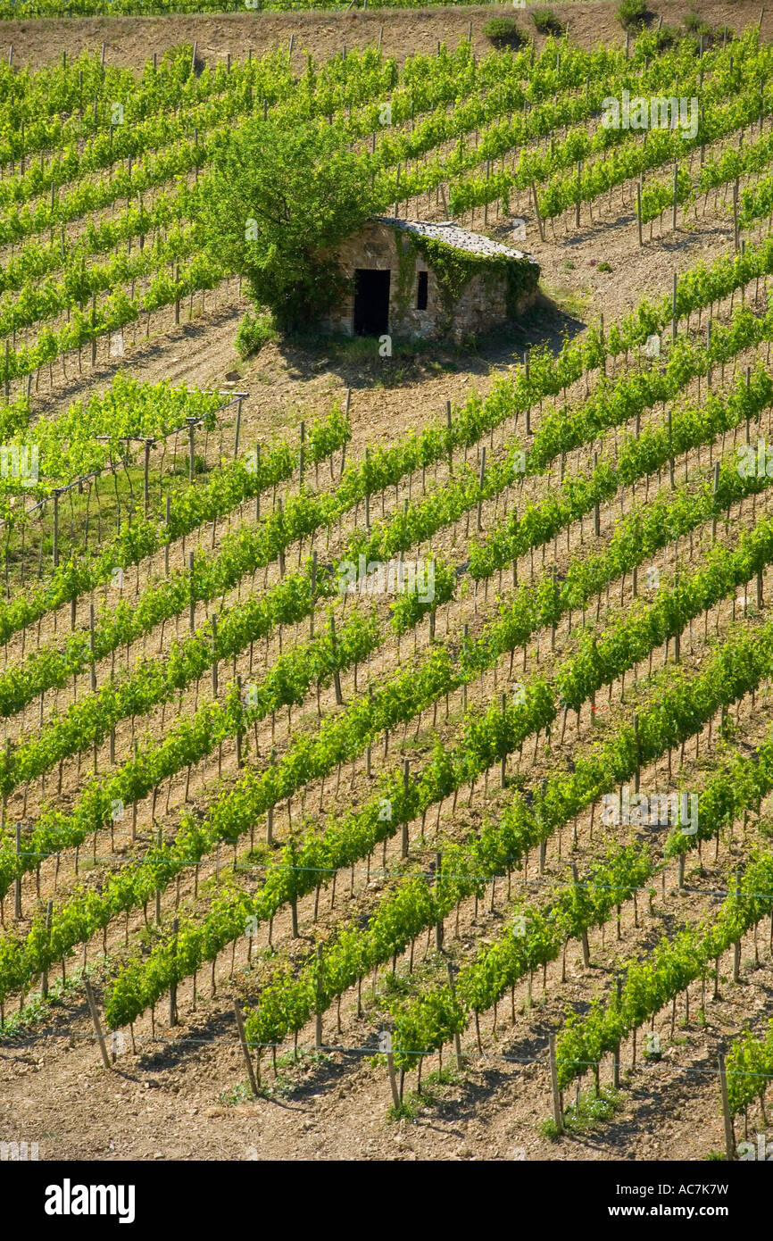 Italian Rural Vinyards Vine vineyard italian grape italy hi-res stock photography and images ...