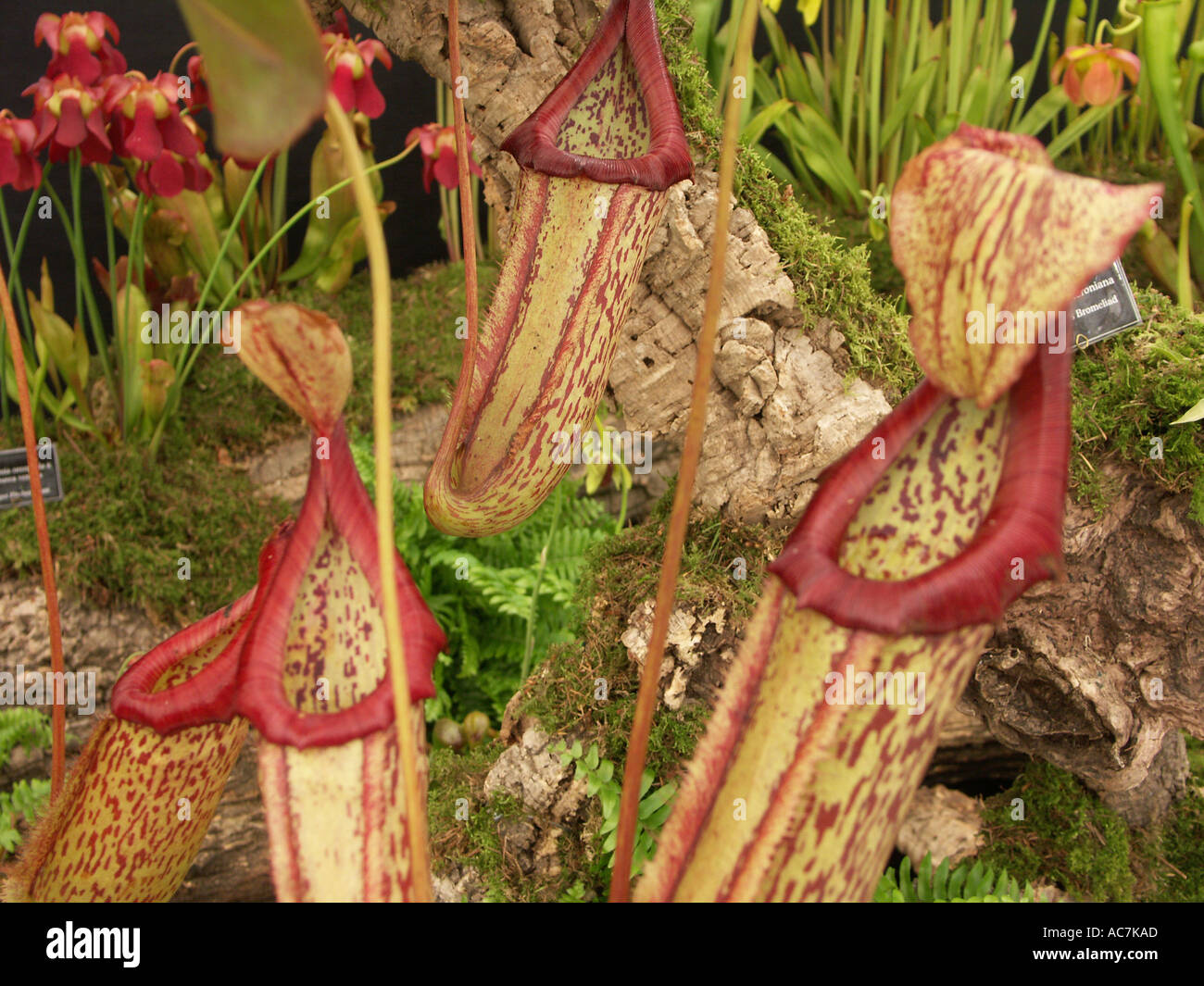 Pitcher Plants Nepenthes maxima on display at the Malvern spring flower show 2004 Worcestershire England Stock Photo