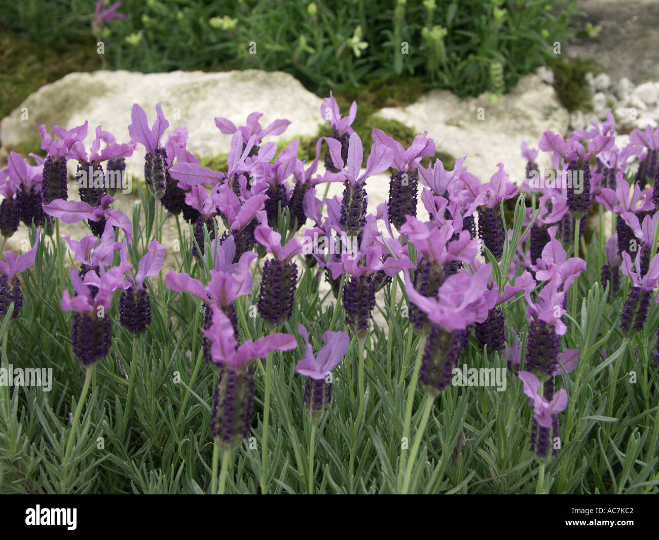 French Lavender Labiatae Lamiaceae Lavendula stoechas Rocky Road on display at the Malvern spring flowershow GB Stock Photo