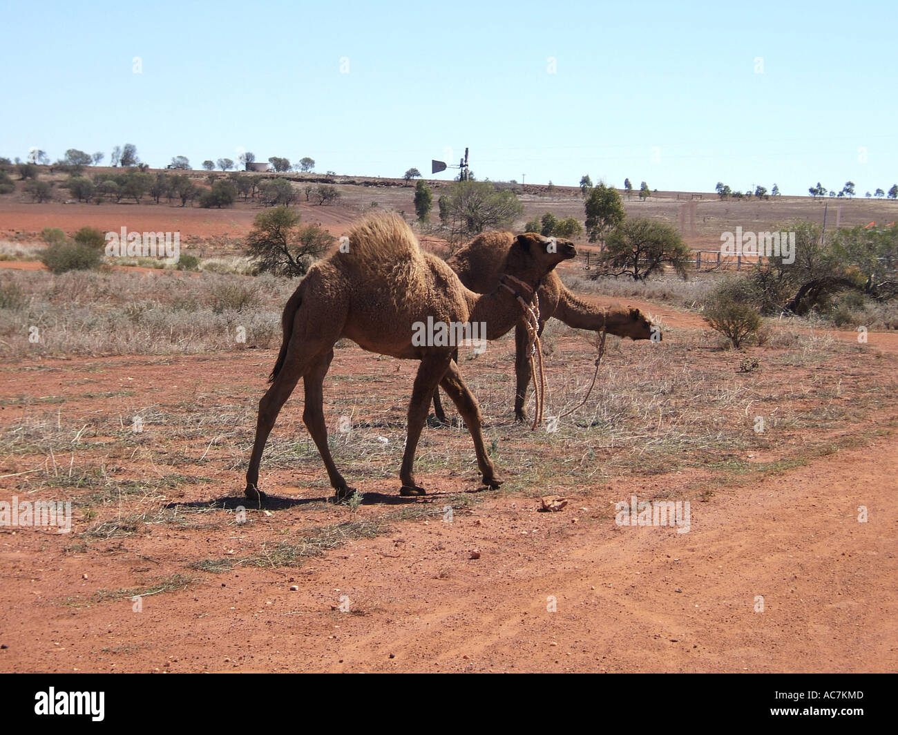 Australia wild camels hires stock photography and images Alamy