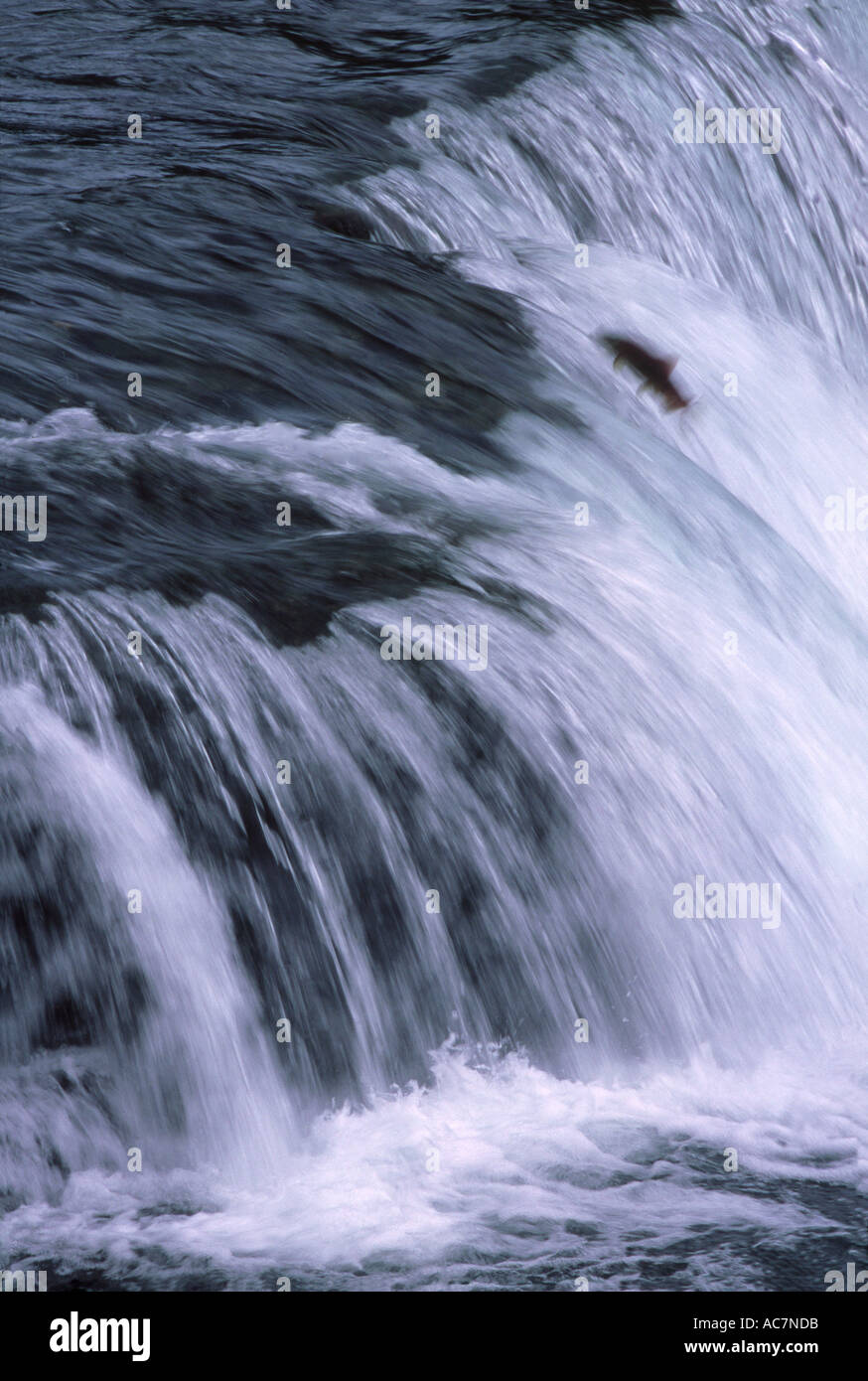Salmon jumping struggling up waterfall Stock Photo Alamy