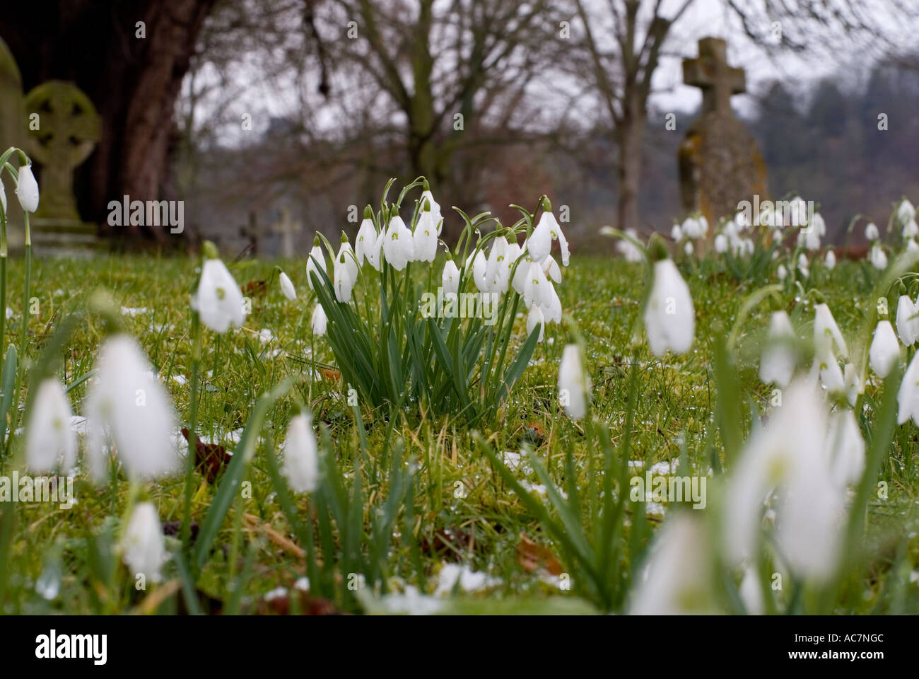 Snowdrops in churchyard Burford Parish Church Burford Shropshire England Stock Photo