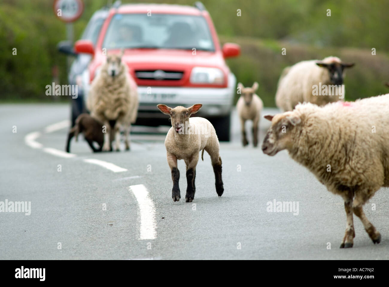 Sheep and lambs blocking road Castlemorton Common near Malvern Worcestershire England Stock Photo