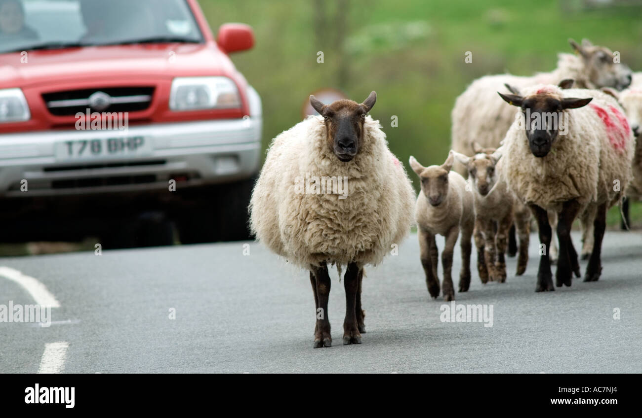 Sheep and lambs blocking road Castlemorton Common near Malvern Worcestershire England Stock Photo