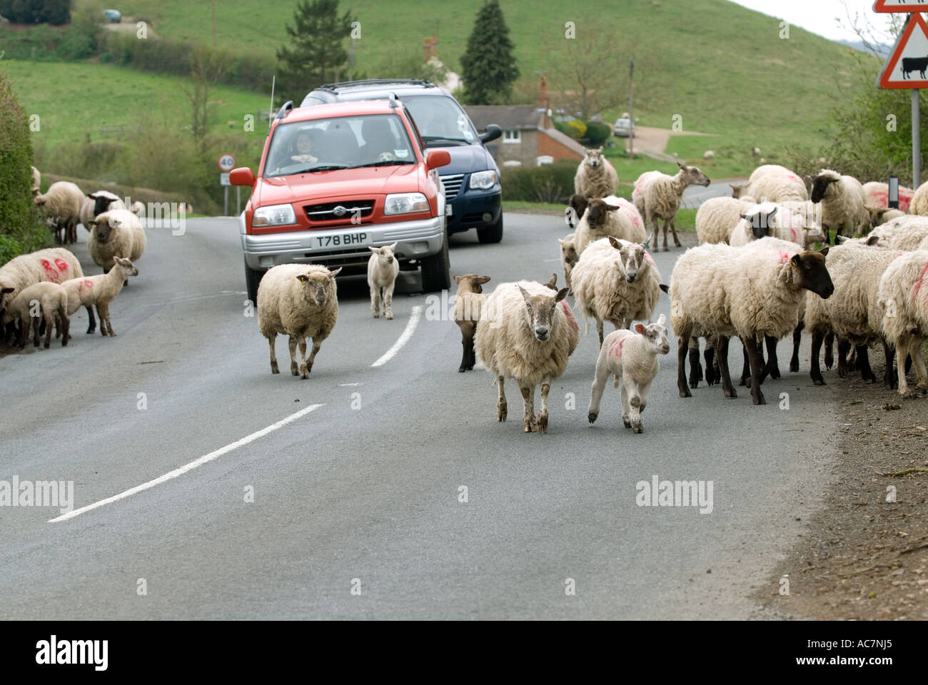 Sheep and lambs blocking road Castlemorton Common near Malvern Worcestershire England Stock Photo