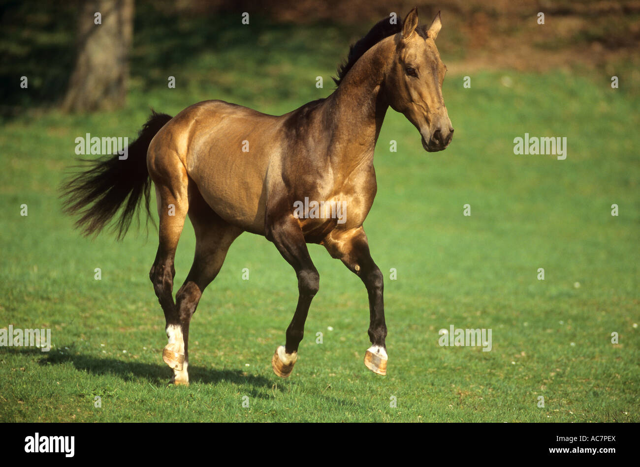 young Akhal-Teke on meadow Stock Photo