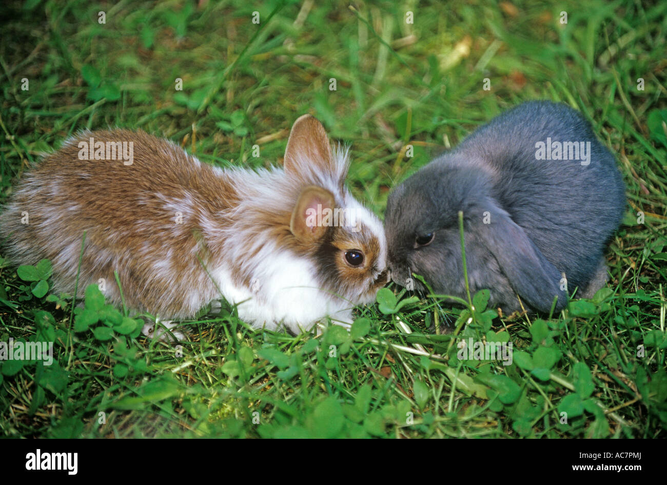 Can Dwarf Bunnies Live Outside at Rebecca Spangler blog