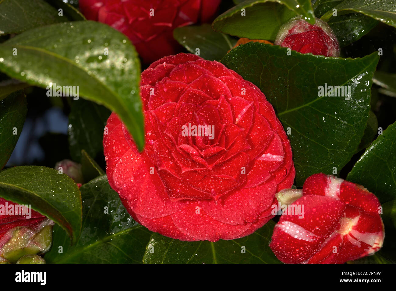 Camelia with Water Droplets Stock Photo