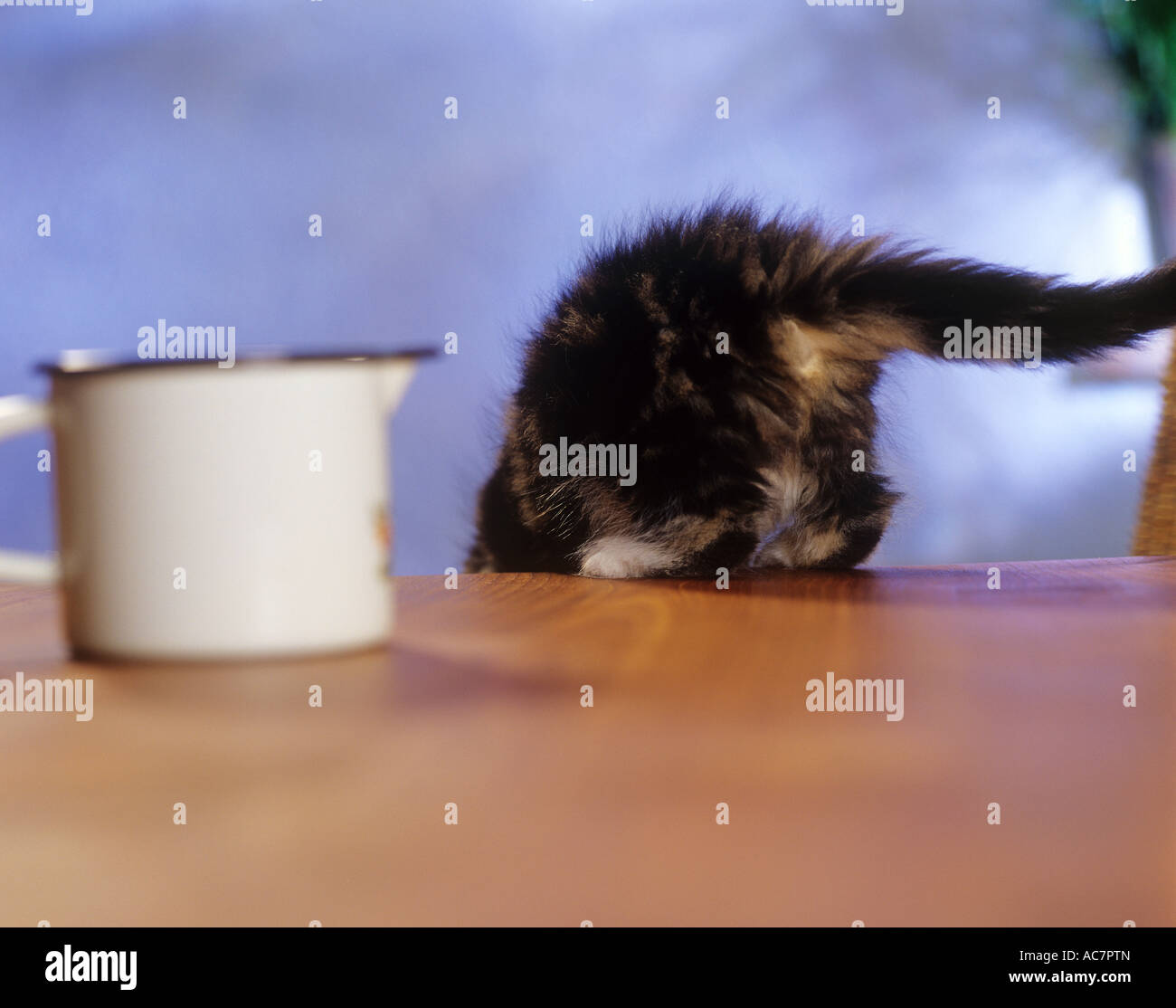 kitten jumping out of the table Stock Photo Alamy