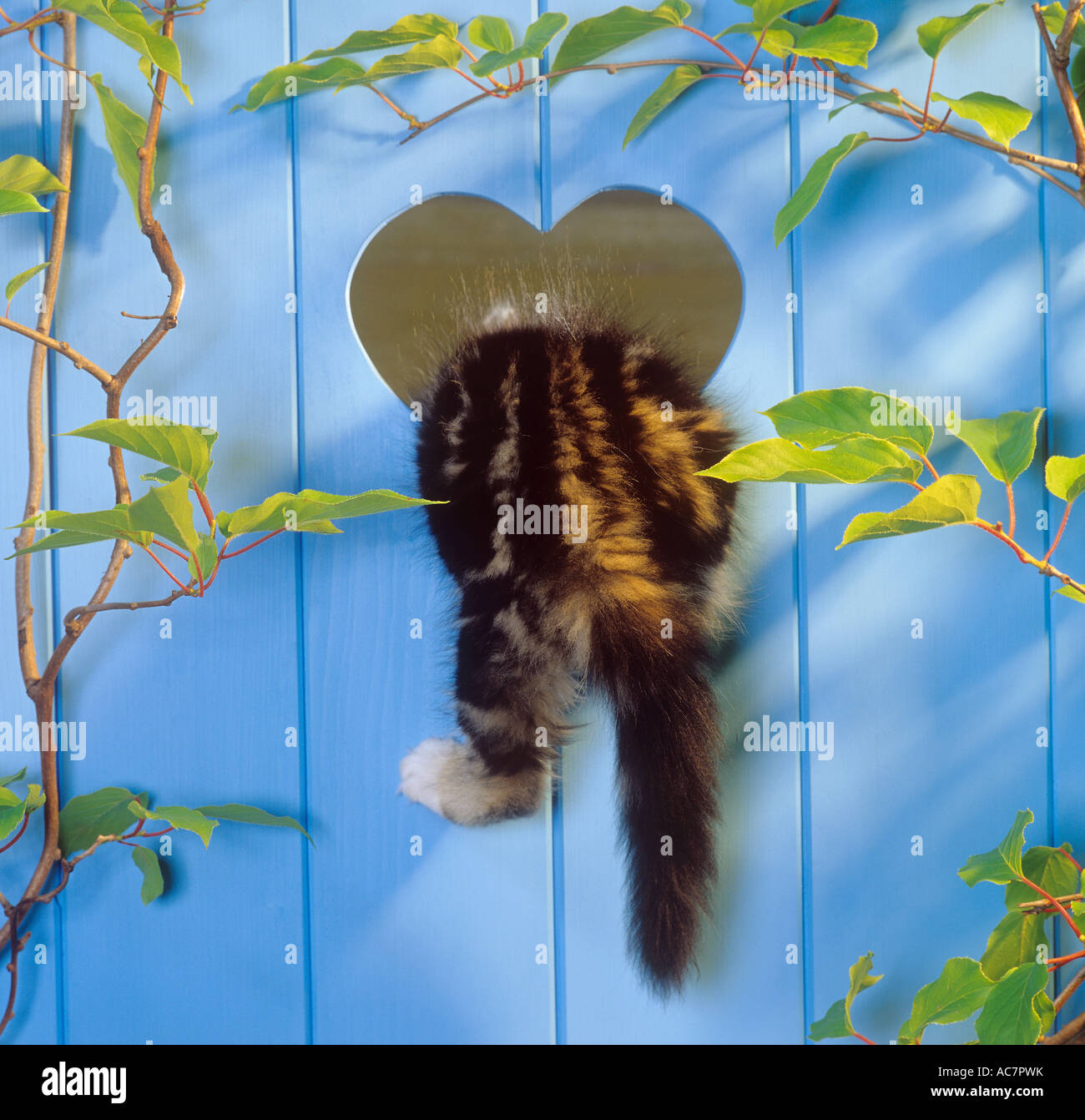 Domestic cat. Tabby and white kitten (7 weeks old) climbing through a heart in a blue wooden door Stock Photo