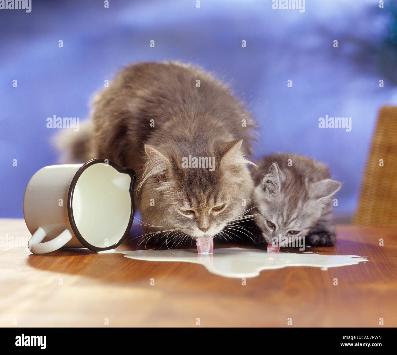 Maine Coon and kitten licking milk Stock Photo