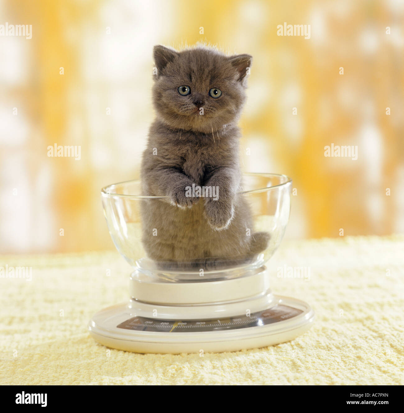 Carthusian kitten on scale Stock Photo