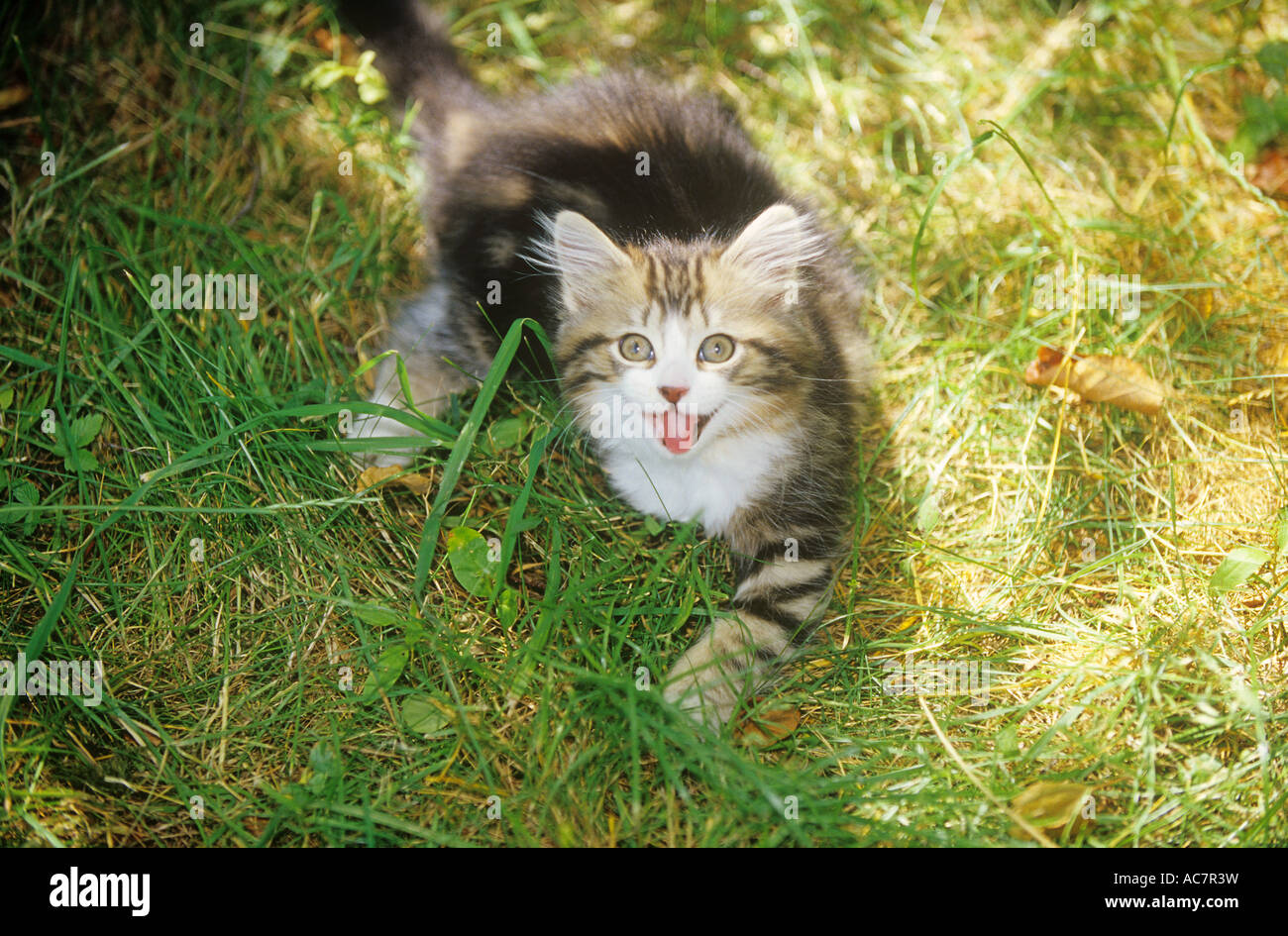 kitten on meadow Stock Photo