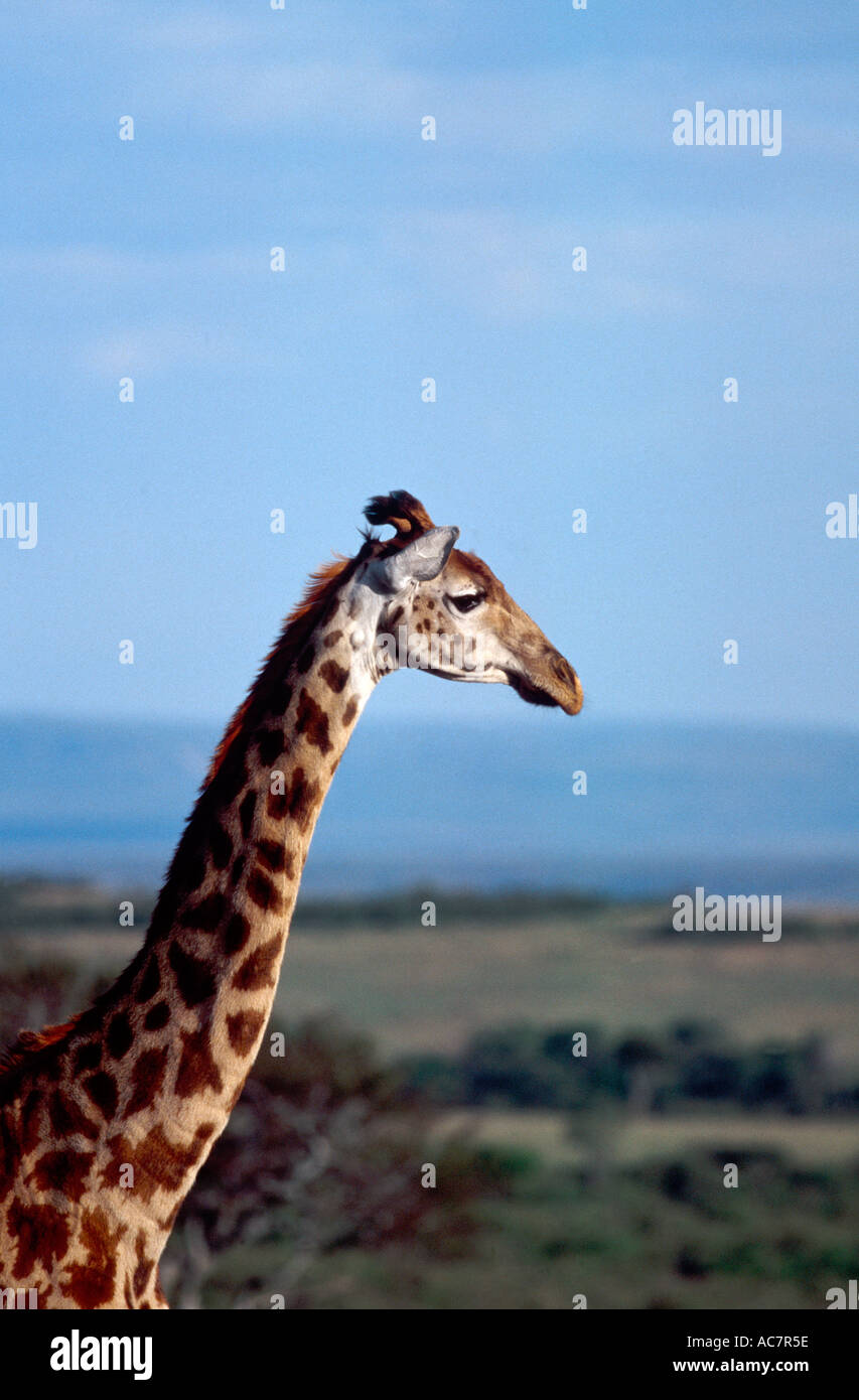 Giraffe portrait vertical hi-res stock photography and images - Alamy