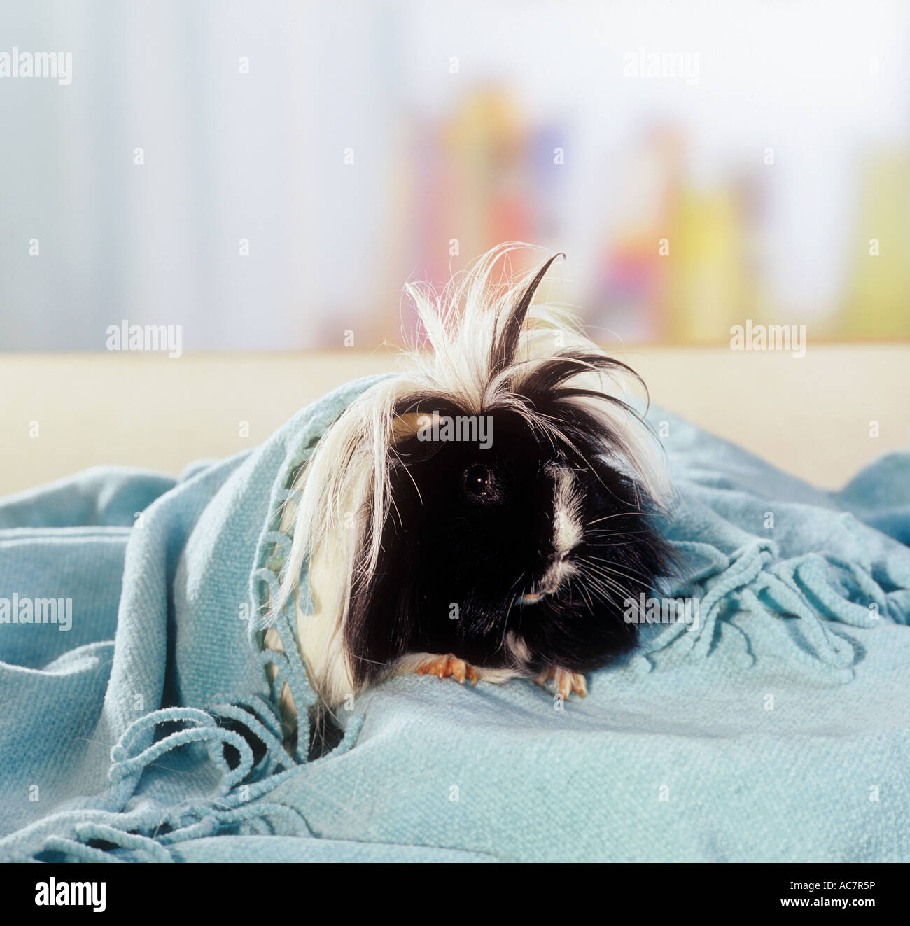 Peruvian guinea pig under blanket Stock Photo Alamy