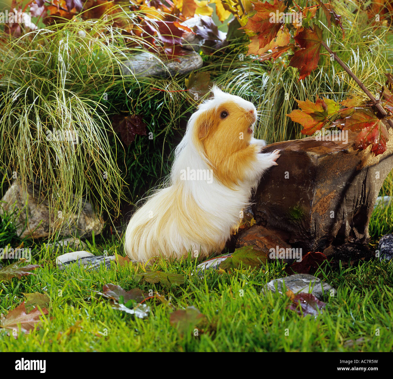 guinea pig on meadow Stock Photo Alamy