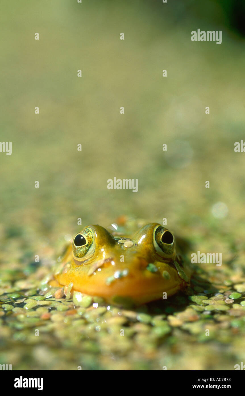 Waterfrog Stock Photo