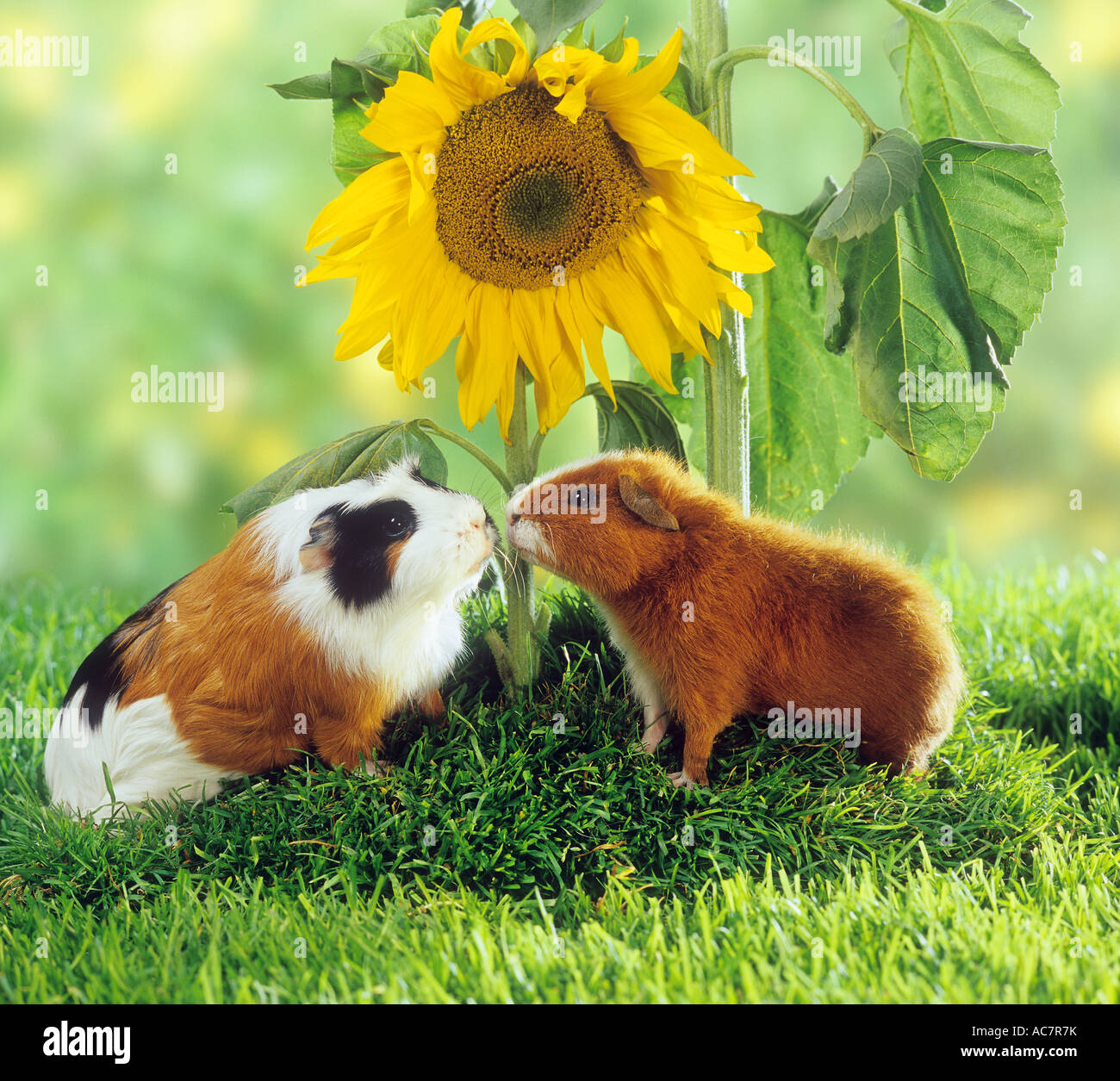 Photo inspiration: Sunflower Leaves For Guinea Pigs Reference: Rex Guinea Pig And Short Haired Guinea Pig Next To