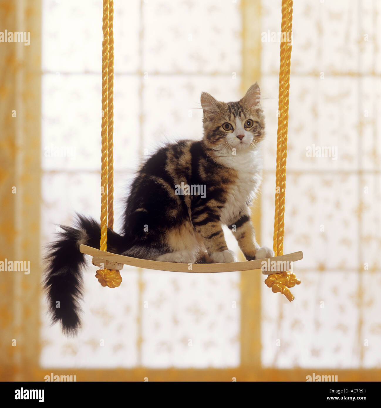 kitten on swing Stock Photo