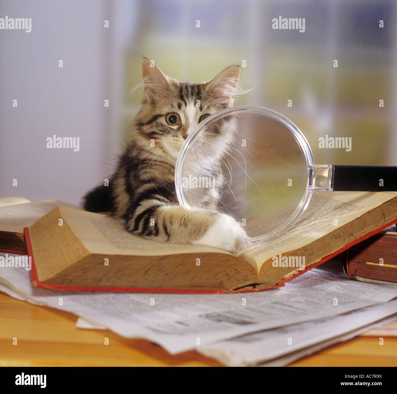 Domestic cat. Kitten with magnifying glass and book Stock Photo Alamy