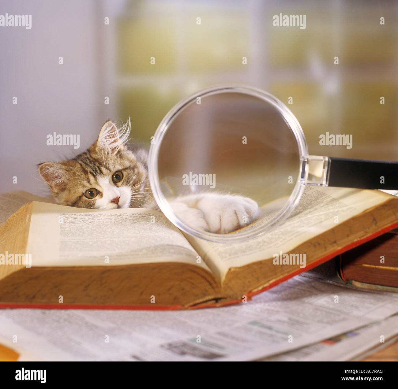 kitten with magnifying glass and book Stock Photo Alamy