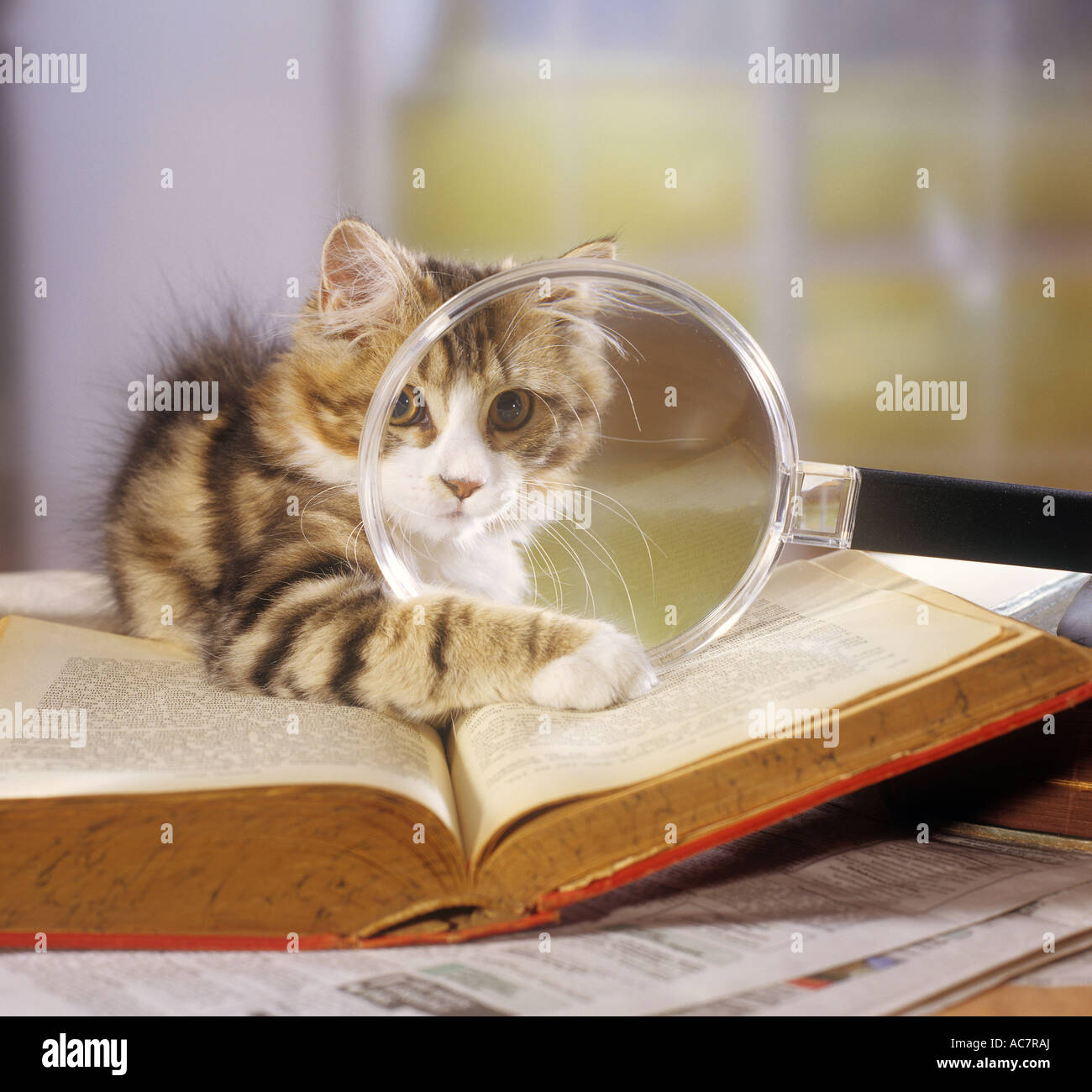 kitten with magnifying glass and book Stock Photo