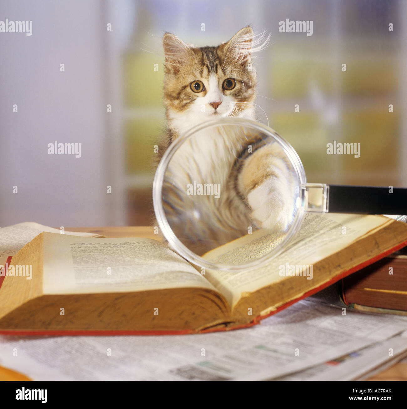 kitten with magnifying glass and book Stock Photo