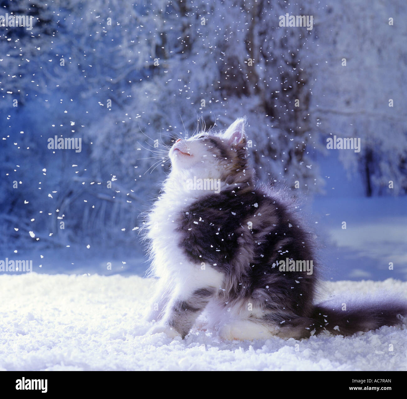 kitten - sitting in snow Stock Photo