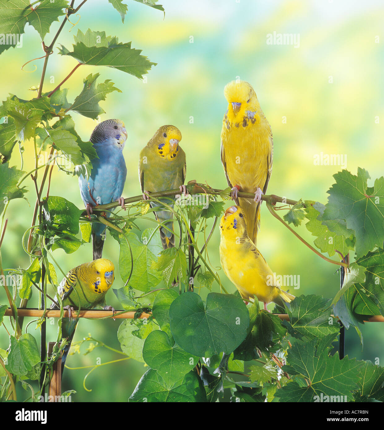 five budgerigars on twig / Melopsittacus undulatus Stock Photo