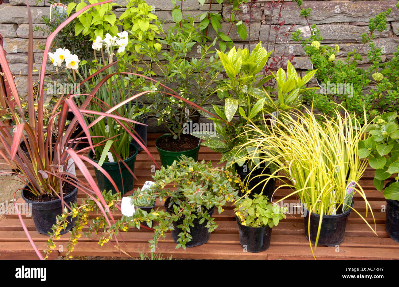 Garden plants for sale at Lower Porthamel Farm Talgarth Powys Wales UK