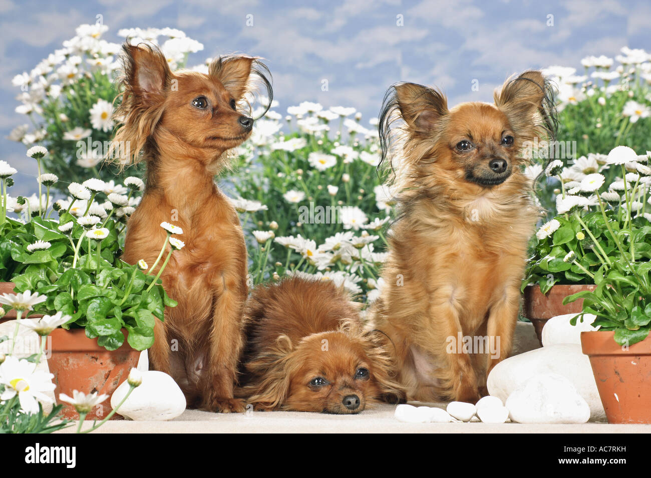 three Russian Toy Terriers Stock Photo Alamy