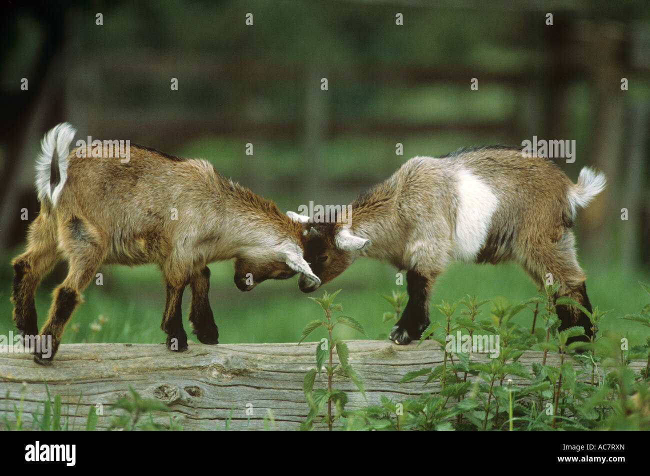 two young pygmy goats - fighting Stock Photo