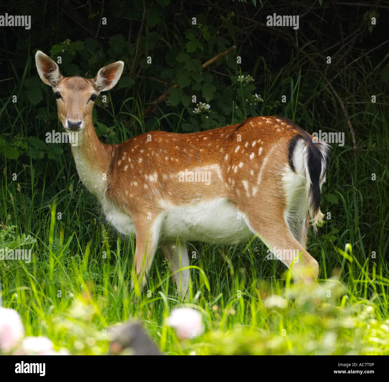 Fallow Deer, (Dama dama), in the Welsh Countryside, Wales, UK Stock Photo