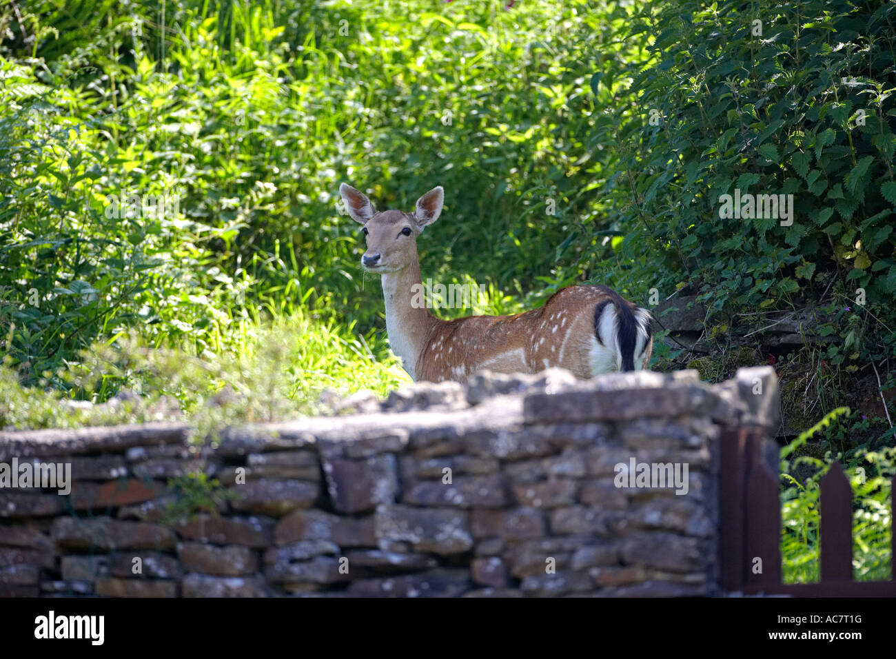 Fallow Deer, (Dama dama), in the Welsh Countryside, Wales, UK Stock