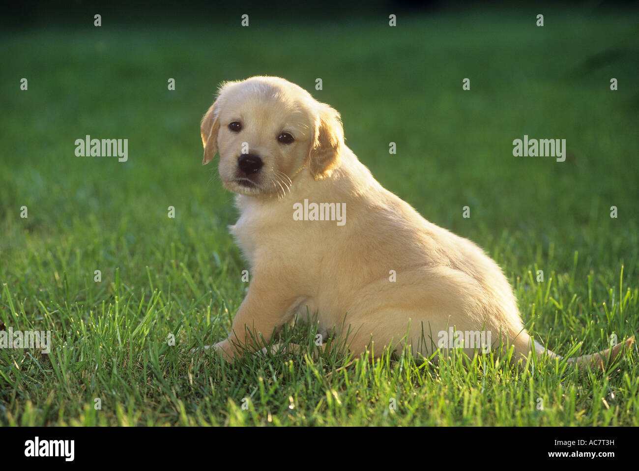 Golden Retriever dog - puppy sitting on meadow Stock Photo - Alamy