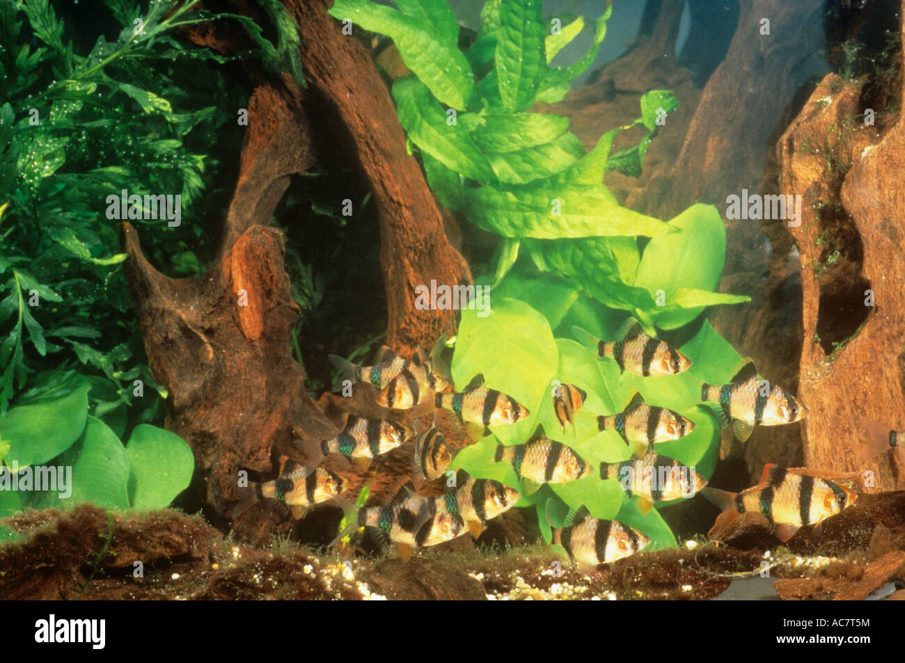 Sumatra barb / barbus tetrazona Stock Photo