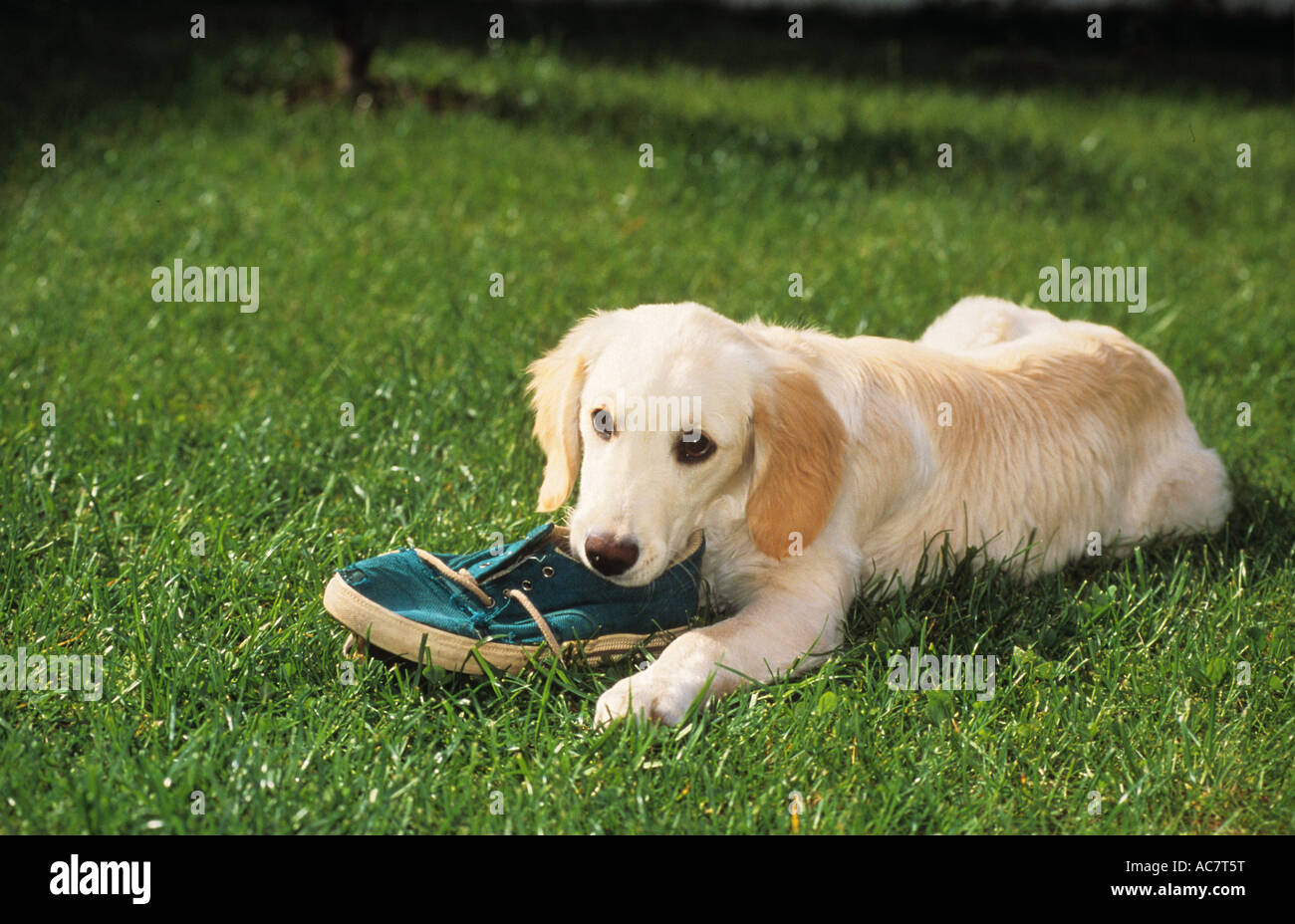 golden retriever chewing