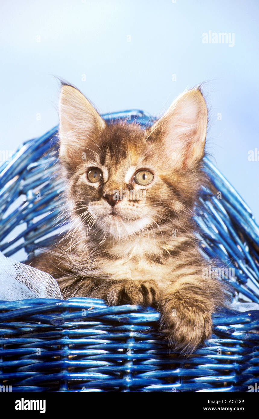 young Maine Coon cat in basket Stock Photo Alamy