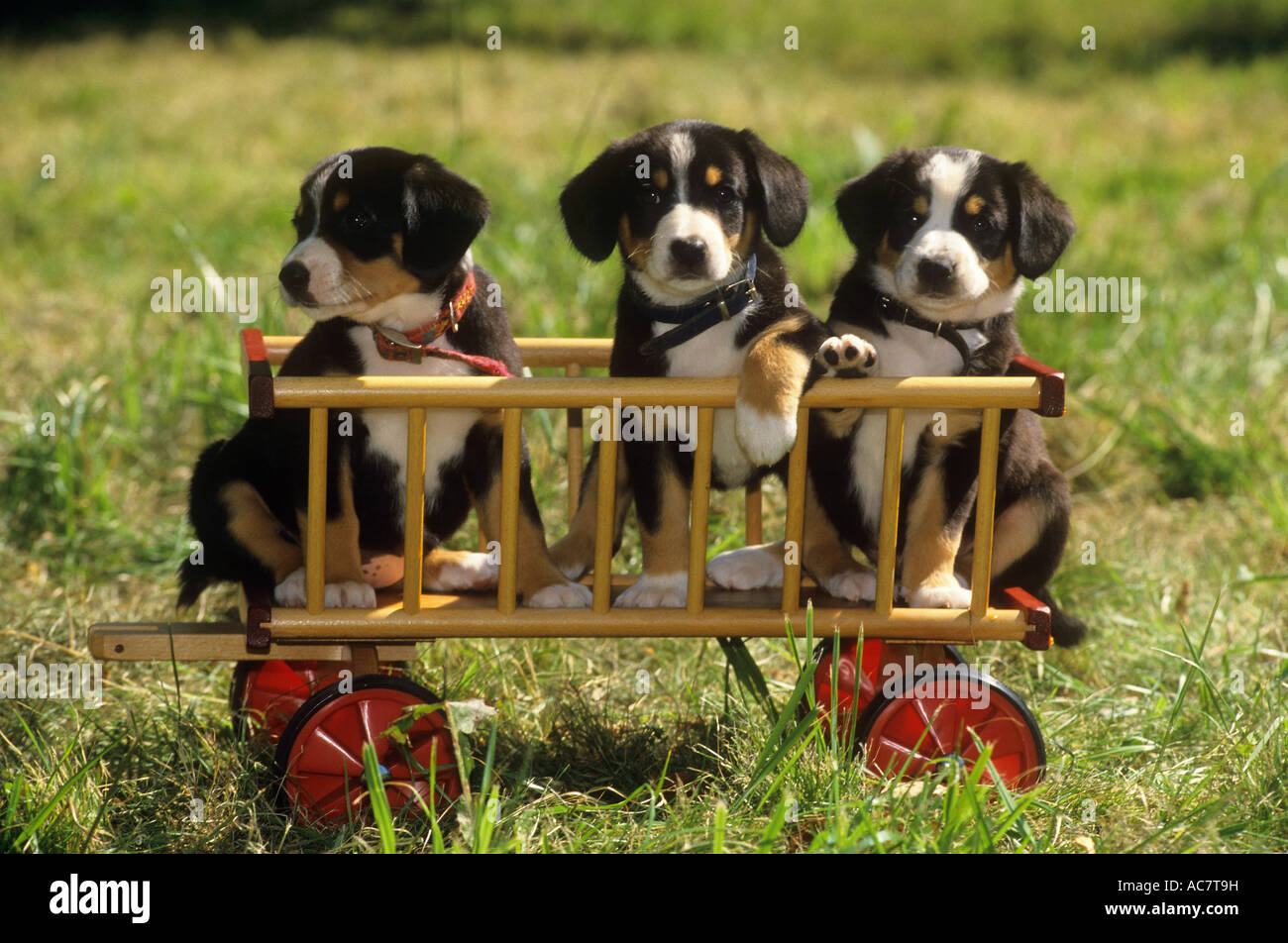 three Entlebuch mountain dogs - puppies in cart Stock Photo