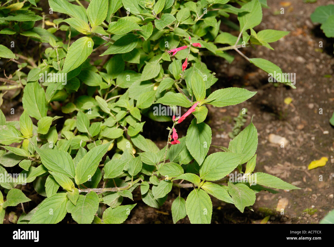 Pineapple Sage Stock Photo Alamy
