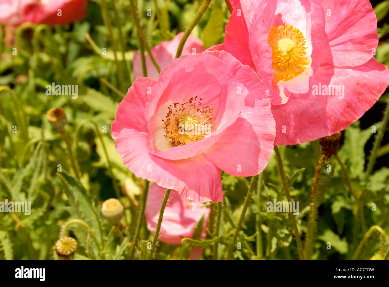 Species somniferum cultivar hungarian breadseed poppy hires stock