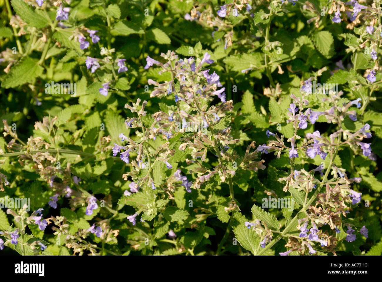 Walkers Low Catmint Herb Stock Photo Alamy