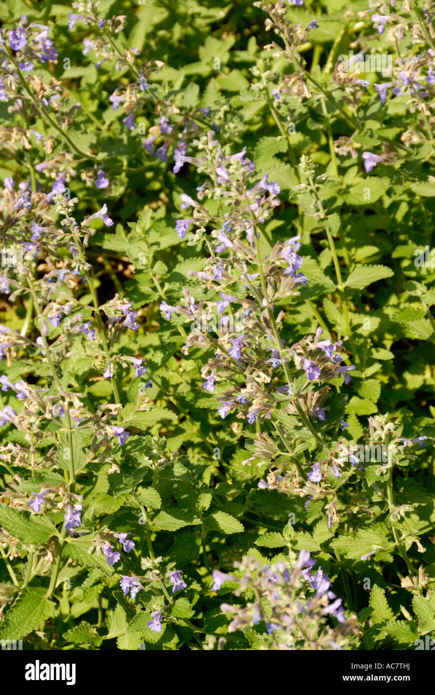 Walkers Low Catmint Herb Stock Photo