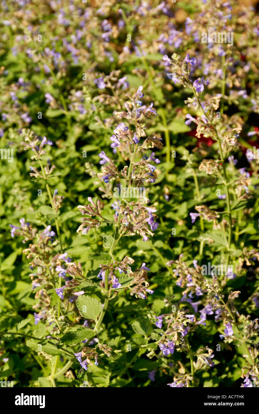 Walkers Low Catmint Herb Stock Photo