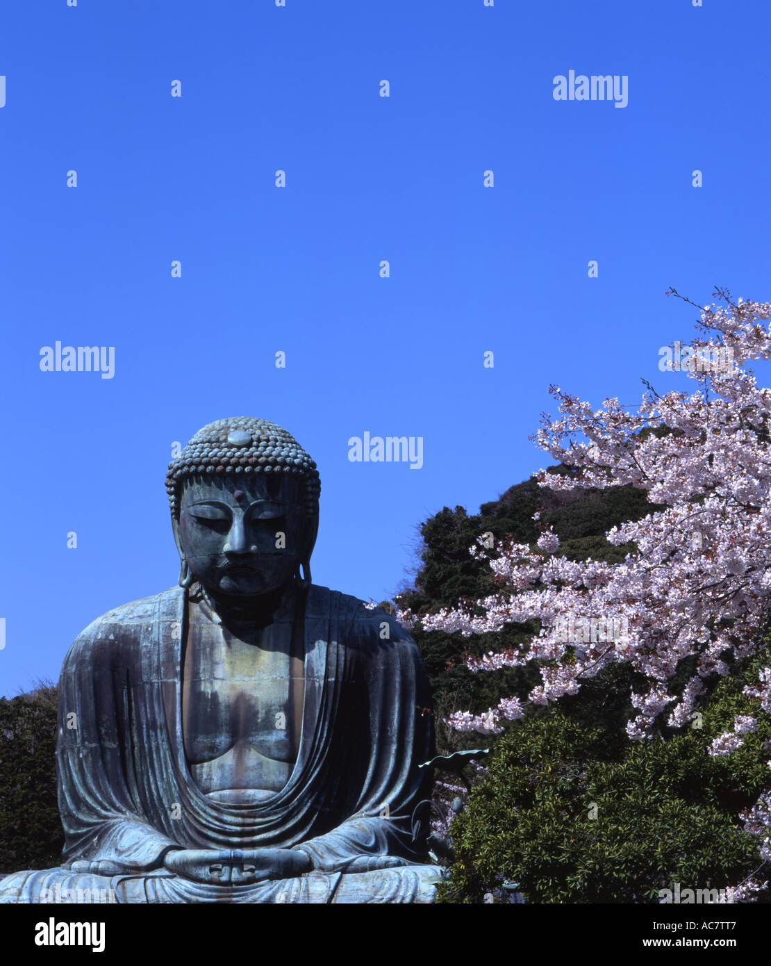 Cherry blossom great buddha daibutsu hi-res stock photography and ...